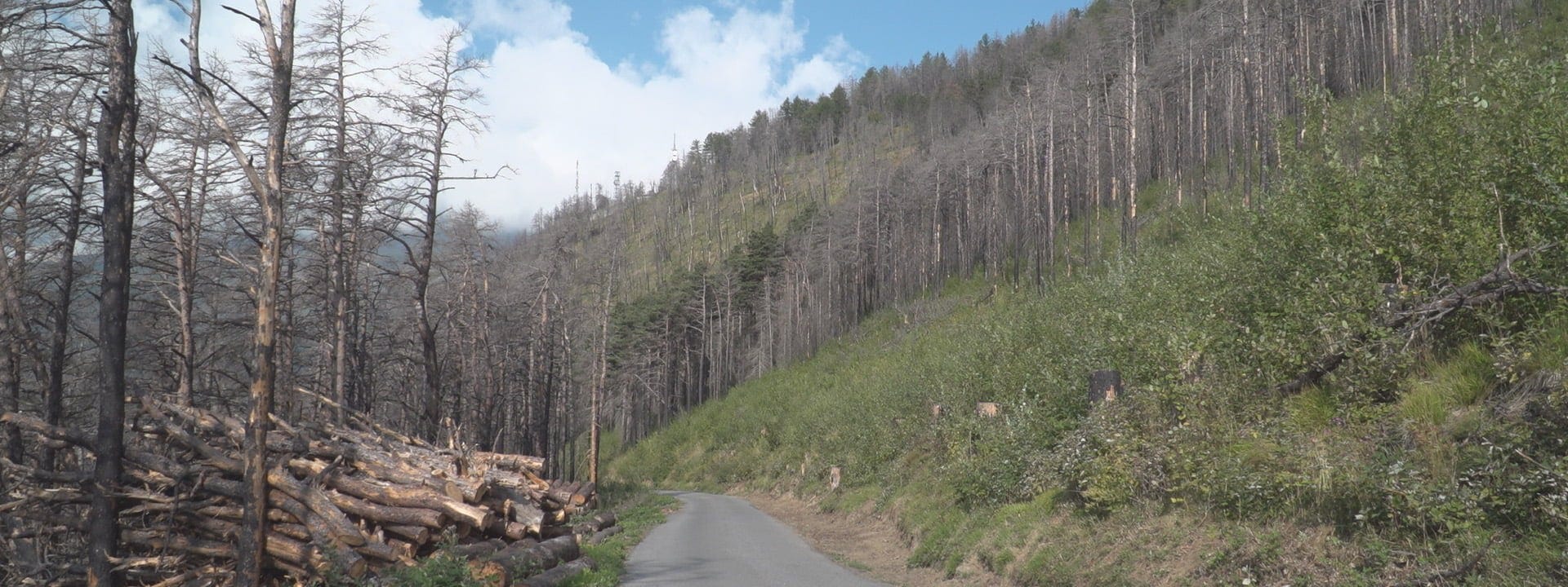 Na ratunek lasom i ludziom – Traki taśmowe Wood-Mizer pomagają w odbudowie wioski po pożarze 